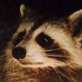 avatar for RaccoonFormality@bookwyrm.social