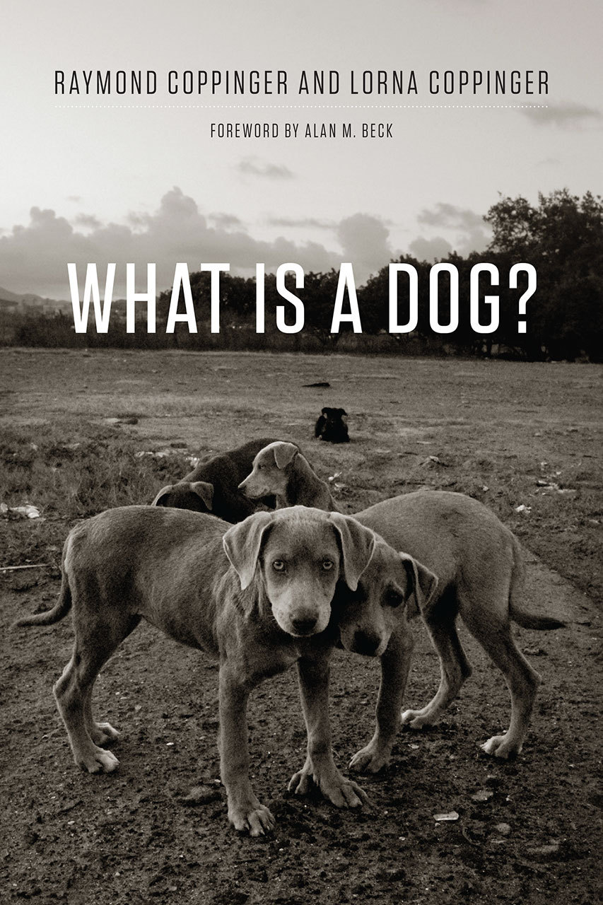 What Is a Dog? (Hardcover, 2016, University of Chicago Press)