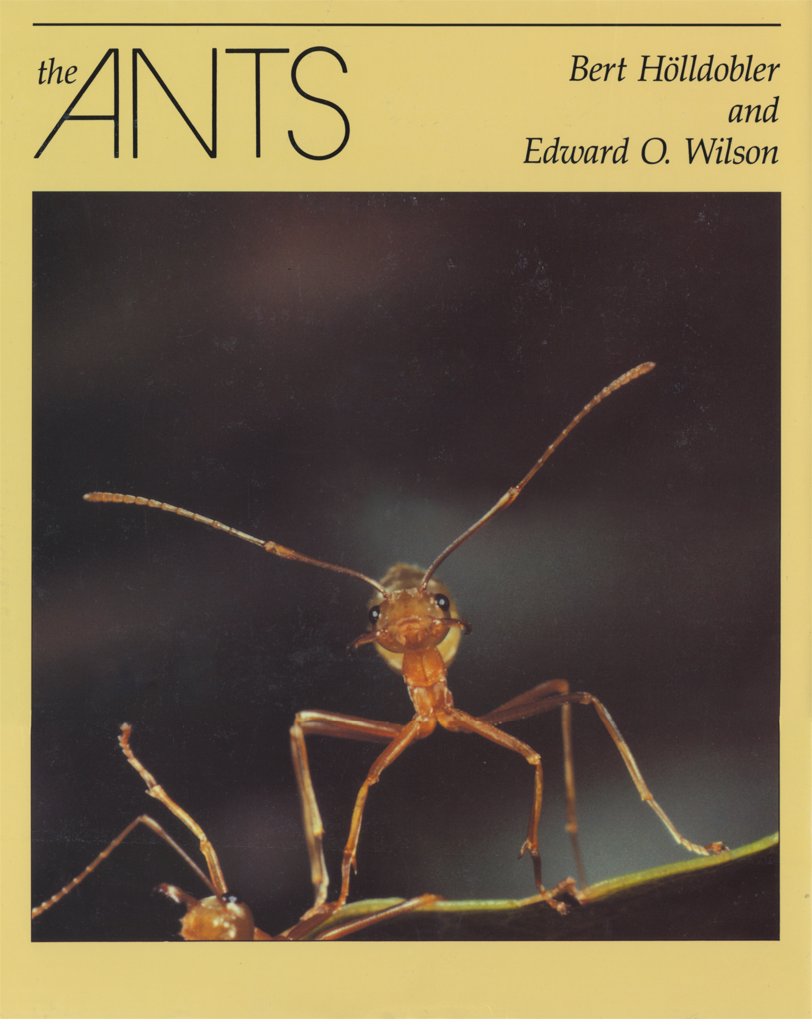 The Ants (Hardcover, 1990, Belknap Press)