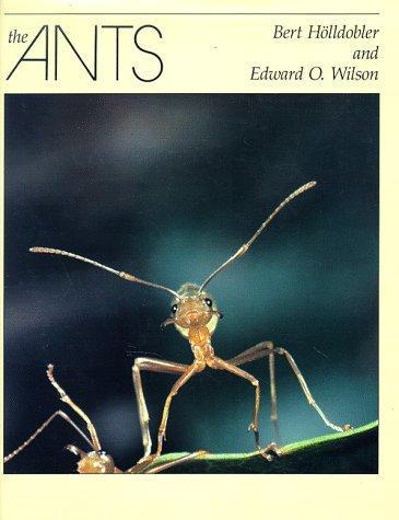 The Ants (1990)